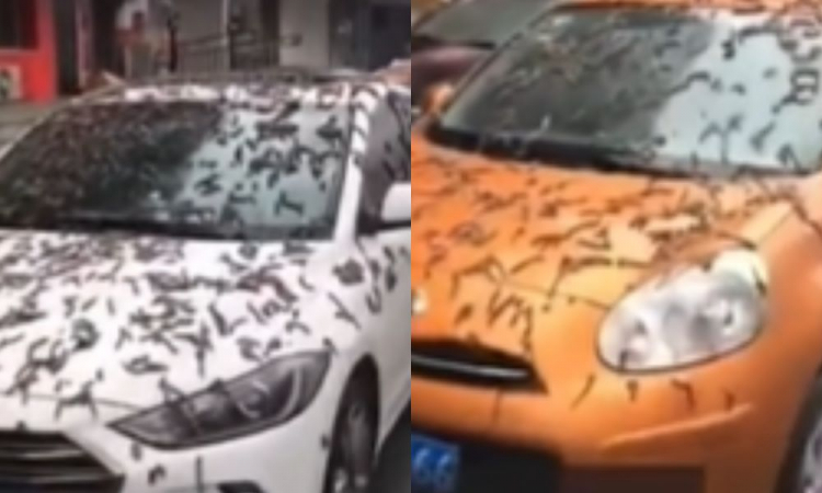  Chuva de vermes’ cobre carros e ruas na China e deixa moradores em pânico: ‘Apocalipse’