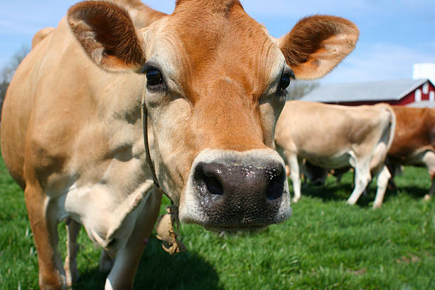  China, Tailândia, Irã e Jordânia suspendem importação de carne bovina do Brasil após caso de vaca louca no Pará