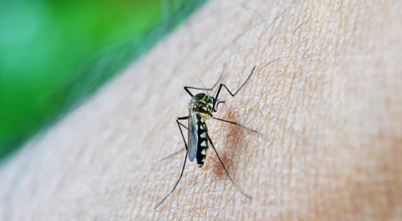  Tenho sintomas de dengue, posso tomar a vacina? Infectologista responde
