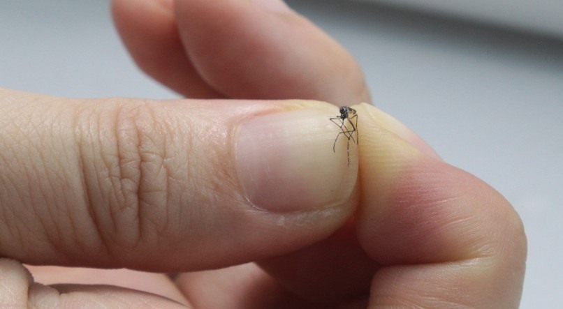 Epidemia de dengue supera 1 milhão de casos em 2 meses; são 214 mortes