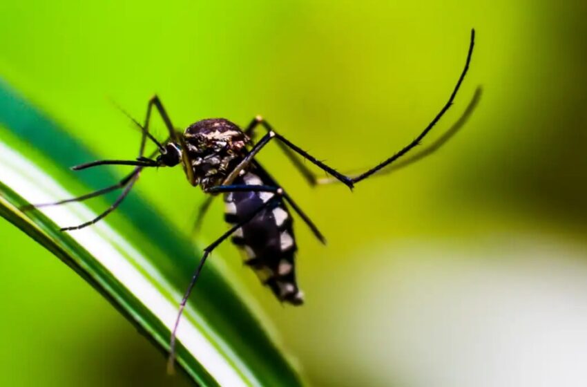  Quase 4 bilhões de pessoas correm risco de infecção pelo Aedes