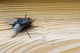 Surto de “virose da mosca” preocupa e exige cuidados com higiene