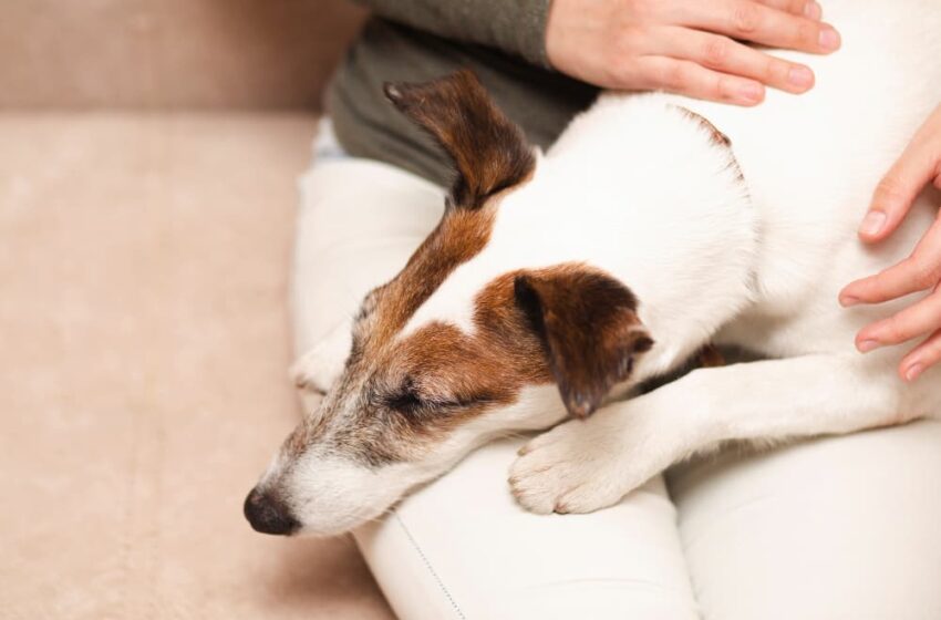  Senado Federal aprova guarda compartilhada de pets