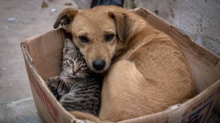  STF obriga prefeituras a proteger cães e gatos abandonados
