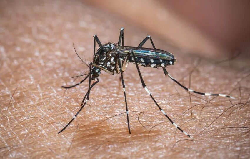  El Niño acende alerta para aumento de casos de dengue e chikungunya no Brasil