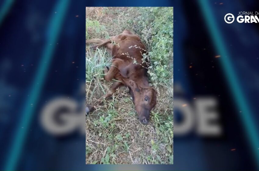  BEZERRO À BEIRA DA MORTE EXPÕE DRAMA DOS ANIMAIS SOLTOS EM ARARIPINA