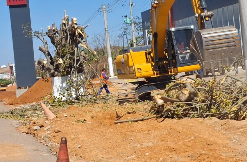  BAOBÁ DA BR-316 VOLTA A BROTAR APÓS TRANSPLANTE E RENOVA ESPERANÇA DE PRESERVAÇÃO EM ARARIPINA