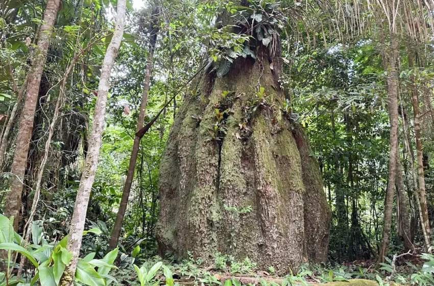  Congresso terá sete em cada dez parlamentares contra agenda ambiental